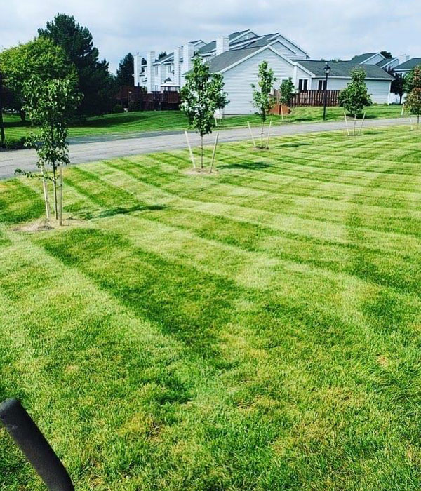 with house with new front yard